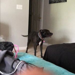 Meet your Posher, Kermit